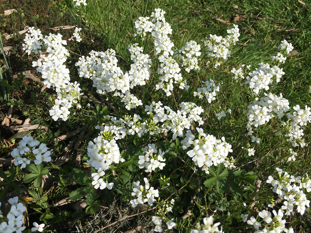 Arabis ferdinandi-coburgii